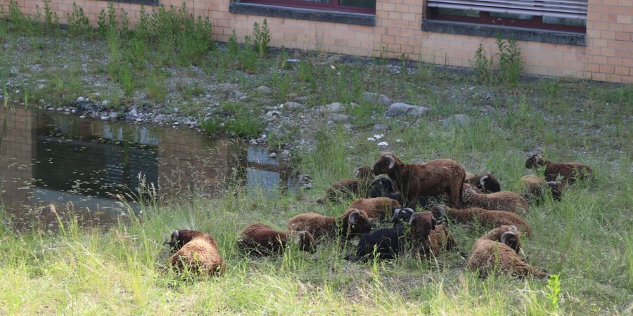 Schafe bei der Schulanlage Engerfeld.