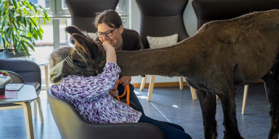 Die Lamas kommen von sich aus auf die Menschen zu und lassen sich gerne berühren.