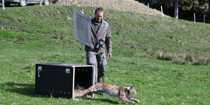 Jungluchs wird ausgewildert