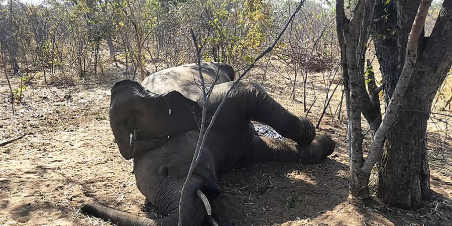 Elefant Simbabwa Hwange