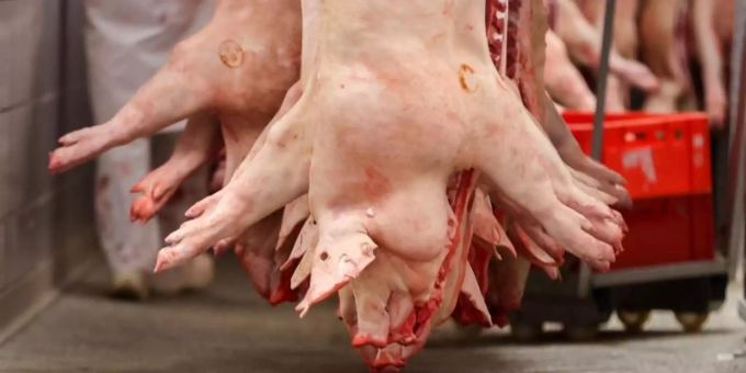 Schweinehälften hängen in einem Schlachtbetrieb. Foto: Jan Woitas/dpa-Zentralbild/dpa Schweinehälften hängen in einem Schlachtbetrieb. Foto: Jan Woitas/dpa-Zentralbild/dpa