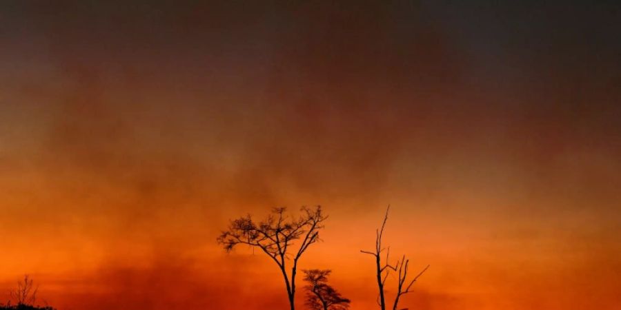 Waldbrand im Amazonas-Gebiet am Donnerstag