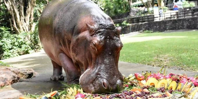Nilpferddame Mae Mali macht sich im Khao Kheow Open Zoo anlässlich ihres 55. Geburtstags über eine Torte aus Früchten und Gemüse her. Foto: -/Khao Kheow Open Zoo/dpa Nilpferddame Mae Mali macht sich im Khao Kheow Open Zoo anlässlich ihres 55. Geburtstags über eine Torte aus Früchten und Gemüse her. Foto: -/Khao Kheow Open Zoo/dpa