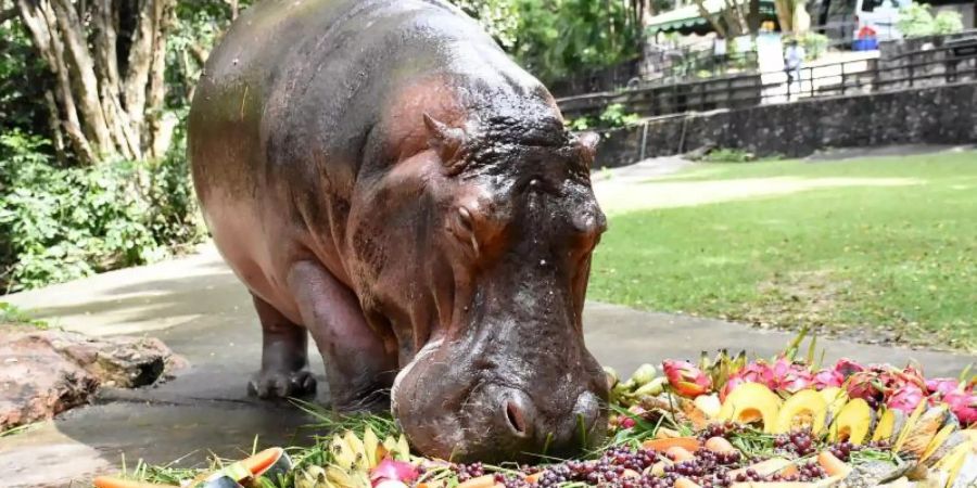 Nilpferddame Mae Mali macht sich im Khao Kheow Open Zoo anlässlich ihres 55. Geburtstags über eine Torte aus Früchten und Gemüse her. Foto: -/Khao Kheow Open Zoo/dpa