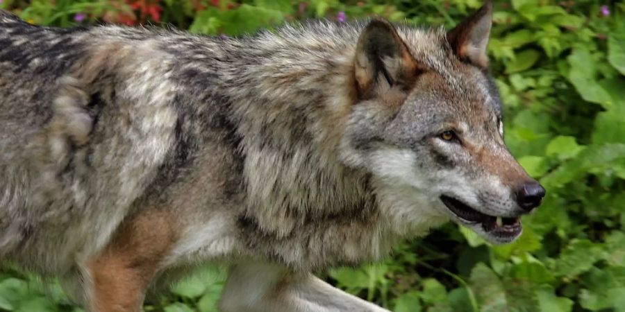 Vermutlich haben Wölfe zwei Viehherden im Waadtländer Jura angegriffen. DNA-Analysen sind im Gange, um dies abzuklären. Im Bild ein Wolf in einem Zoo. (Symbolbild)