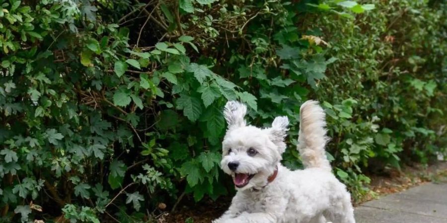 Freudiges Wiedersehen: Durch die Corona-bedingte Schliessung der Grenze zwischen Deutschland und Frankreich war ein Hundebesitzer vier Monate lang von seinem Vierbeiner getrennt. Foto: Jonas Walzberg/dpa