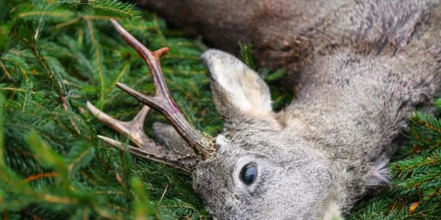 Ein erlegter Rehbock nach einer Ansitz-Drückjagd auf einer Waldlichtung. Foto: Patrick Pleul/dpa-Zentralbild/dpa