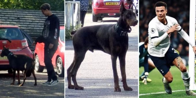Nach Raubüberfall - Tottenham-Star Alli zeigt sich mit neuem Wachhund