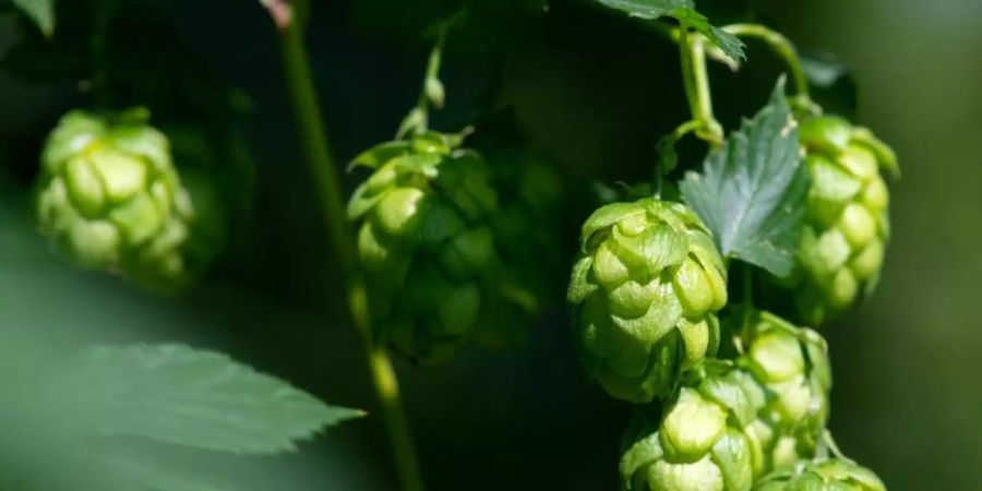 hopfen