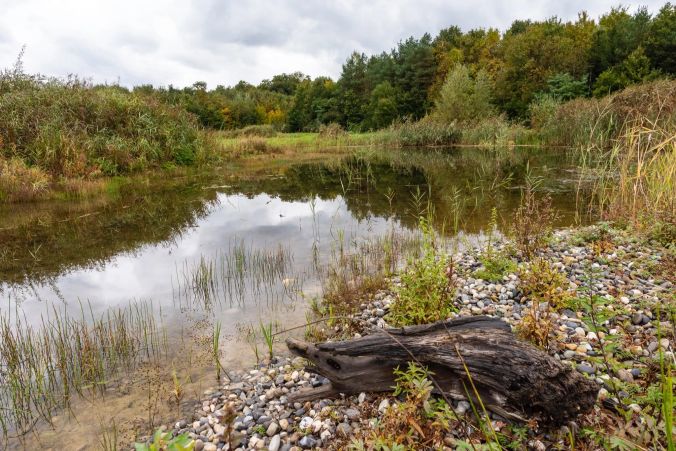 Kreuzkröte, Gelbbauchunke und Geburtshelferkröte sollen sich hier wohlfühlen.