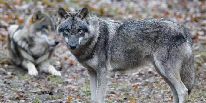 Versuchte Wilderei - Illegale Schüsse auf Wölfe im Graubünden