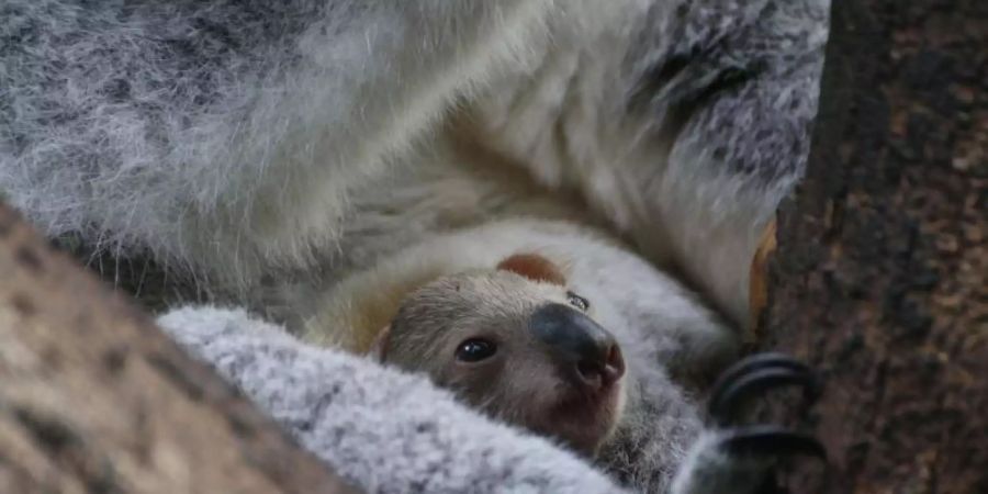 Das Koala-Baby guckt neugierig aus dem Beutel seiner Mutter heraus. Foto: I. Sickmann/Zoo Duisburg/dpa