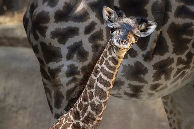 Eine Baby-Giraffe in einem Zoo. Baby Giraffe