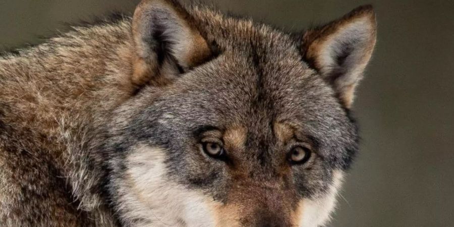 Ein Wolf steht in einem Gehege im Wildpark Neuhaus in Niedersachsen. Foto: Swen Pförtner/dpa