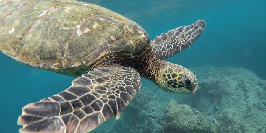 Schildkröte im Meer