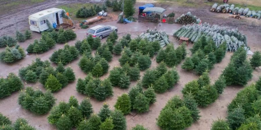 Weihnachtsbäume werden in Hannover zum Verkauf angeboten. Foto: Julian Stratenschulte/dpa