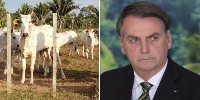 Bolsonaro schuld - Amnesty: «Illegale Rinderfarmen zerstören Amazonas!»