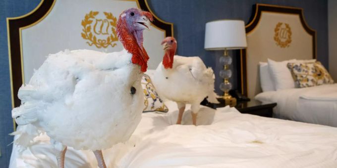 Zwei Truthähne stehen in ihrem Hotelzimmer auf einem Bett. Trump begnadigt Truthähne