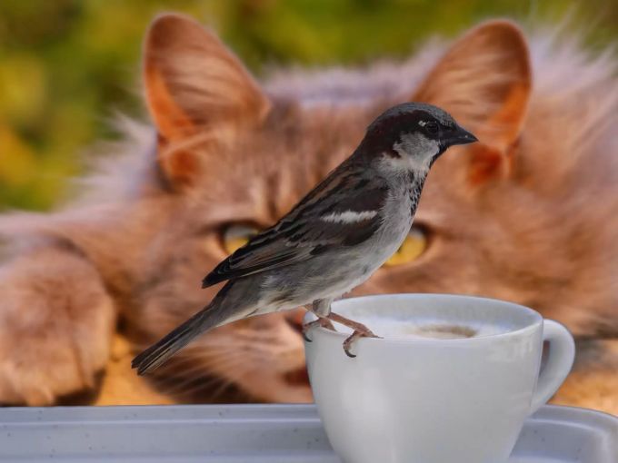 Ein Vogel sitzt auf einer Kaffeetasse während es von einer Katze beobachtet wird. katze vogel
