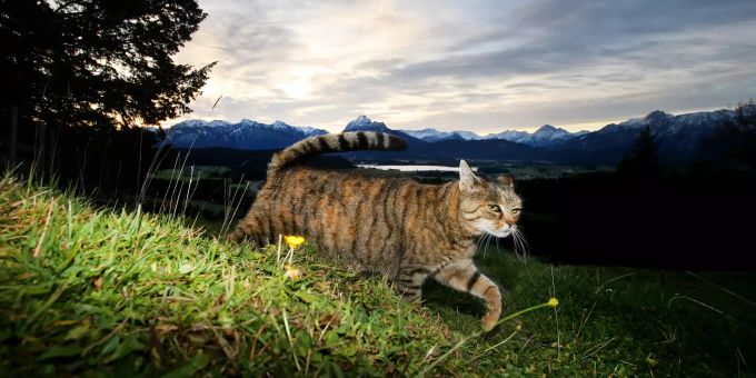 Eine Katze streift vor dem Panorama der Alpen im Sonnenaufgang über eine Wiese bei Seeg (Bayern). Katze Streunverbot