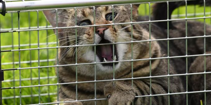 Eine Katze sitzt bei einer Vorführung in einer Lebendfalle. Asugehverbot Katzen
