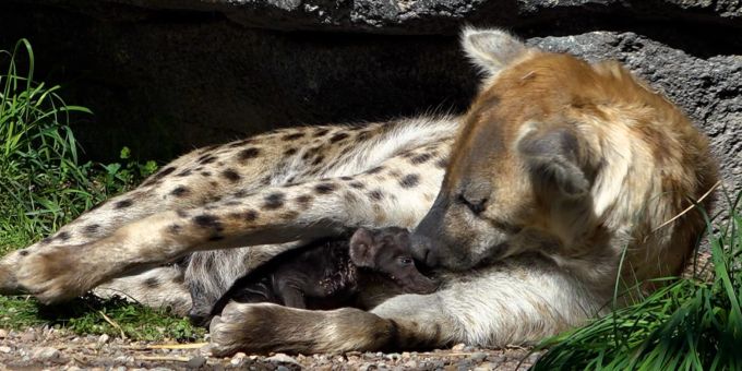 Nachwuchs bei den Tuepfelhyaenen - Zoo Zürich, Nicole Schnyder