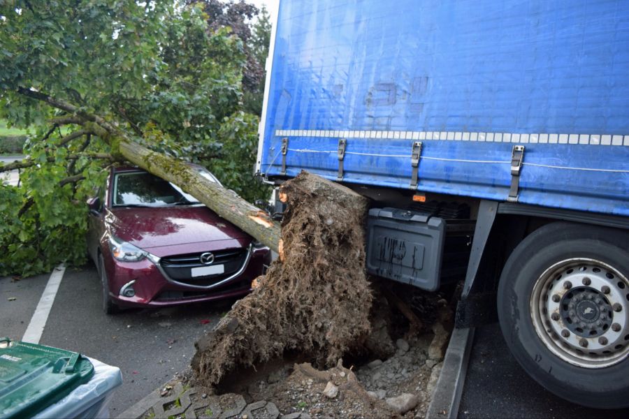 Ein Lastwagenlenker fuhr gegen einen Baum