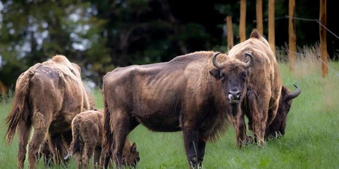 Die ersten fünf Wisente leben seit wenigen Tagen in einem Gehege im Juragebiet in Welschenrohr SO. Das Projekt soll aufzeigen, ob das grösste europäische Wildtier im Jura wieder heimisch werden kann. Wisent