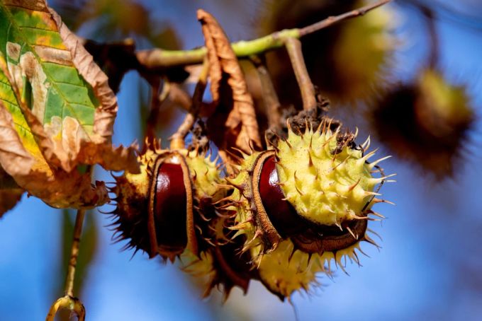 Die warmen Tage bringen den Herbst zum Strahlen. Kastanien Herbst