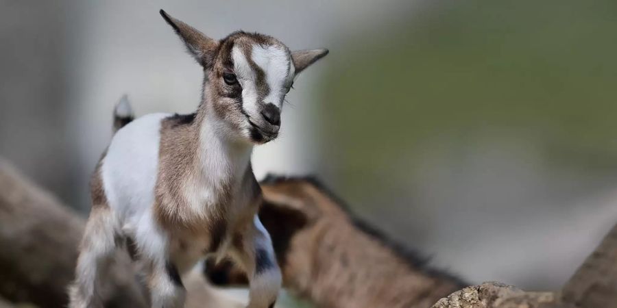 Ein Zicklein klettert über einen Felsen in seinem Gehege im Walter-Zoo in Gossau SG.