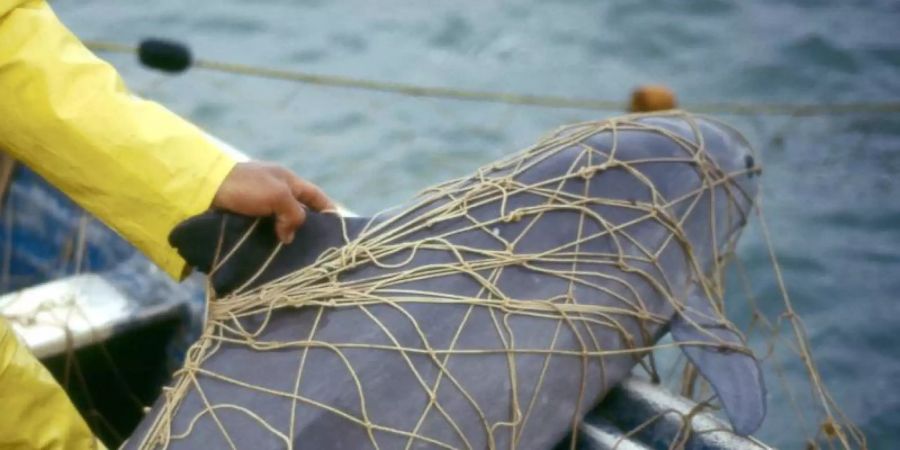 Ein Kalifornischer Schweinswal hängt im Netz eines Fischers. Die Vaquitas sind akut vom Aussterben bedroht. Foto: Cristian Faesi/WWF