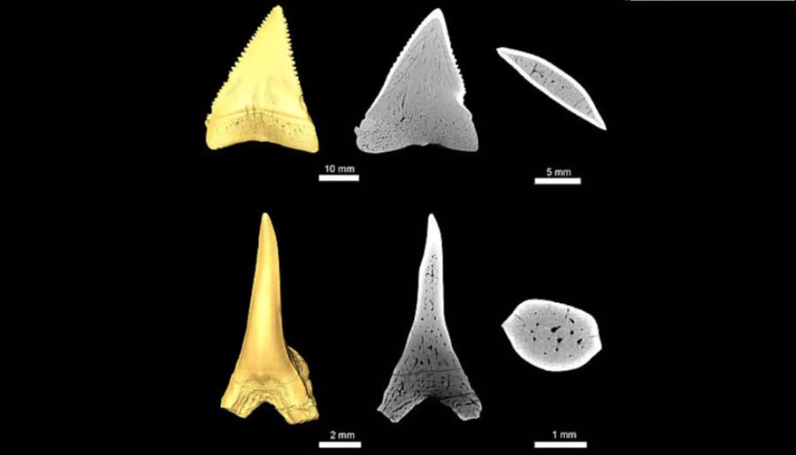 Weissen Haien Palaeocarcharias