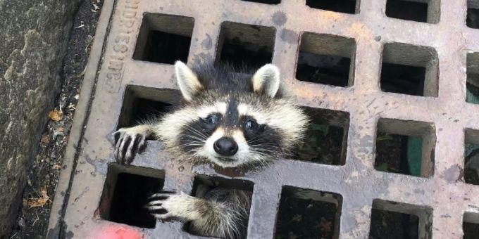 Waschbär in der Bredouille Waschbär in der Bredouille