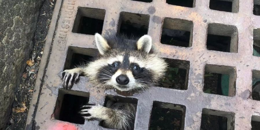 Waschbär in der Bredouille