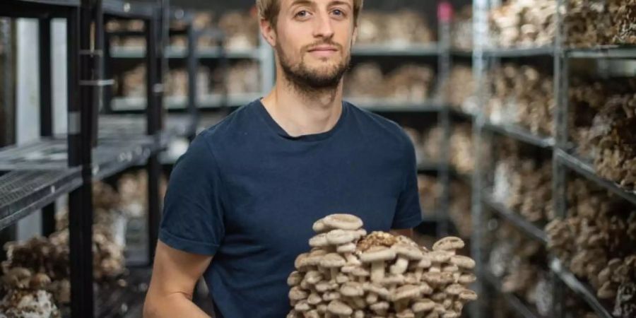 Hadrien Velge, Gründer und Geschäftsführer des Unternehmens «Le Champignon de Bruxelles», züchtet Gourmet-Pilze in einem alten Schlachthaus in Brüssel. Foto: Arne Immanuel Bänsch
