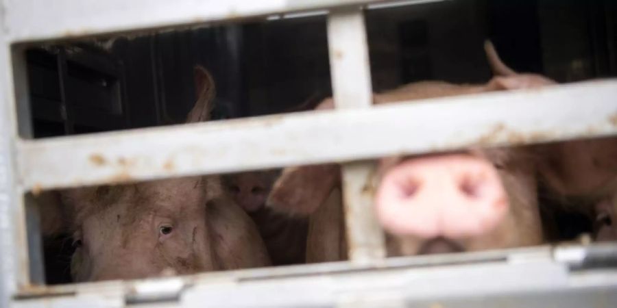 Mehr Schutz für Tiere bei Hitze