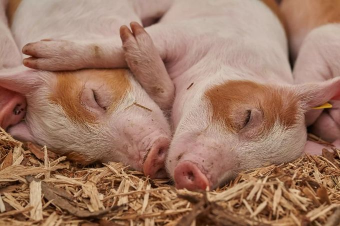 Ferkel beim Schlafen. Rosa von Schwarte konnte sich gegen ihre Geschwister nicht durchsetzen und lebt nun bei Dieter Schetz. Ferkel