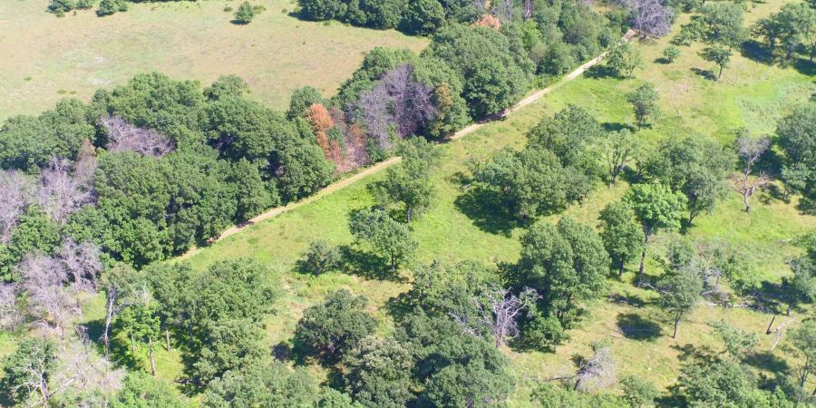Blick auf eine stillgelegte Agrarfläche in den USA: Stillgelegte Landwirtschaftsflächen erholen sich einer Studie zufolge ohne aktive Renaturierungsmassnahmen nur langsam und häufig nicht vollständig.