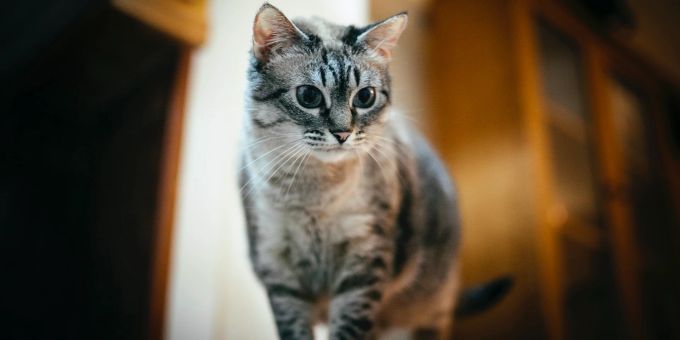 Ohne Freigang - Ist es ok, Katzen in der Wohnung zu halten?