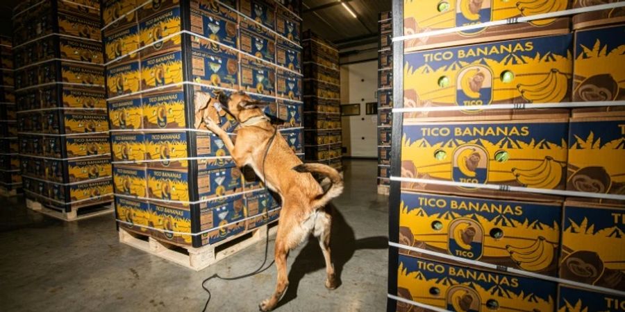 Ein Drogenspürhund im Hafen von Antwerpen