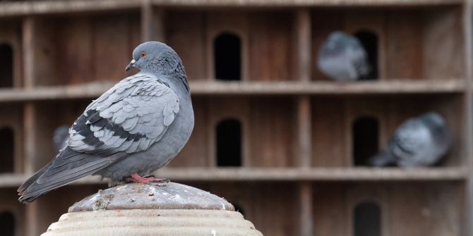 Taubenschläge Tiere Mensch Zuhause