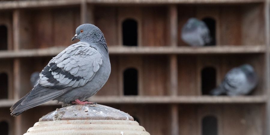 Taubenschläge Tiere Mensch Zuhause