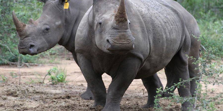 ARCHIV - Zwei Breitmaulnashörner (Ceratotherium simum) stehen im Phinda Naturschutzreservat (Südafrika) in einem Gehege. Im benachbarten Botsuana geraten Nashörner nach Angaben der Regierung des Landes zunehmend ins Visier von Wilderern. Foto: picture alliance / Kristin Palitza/dpa