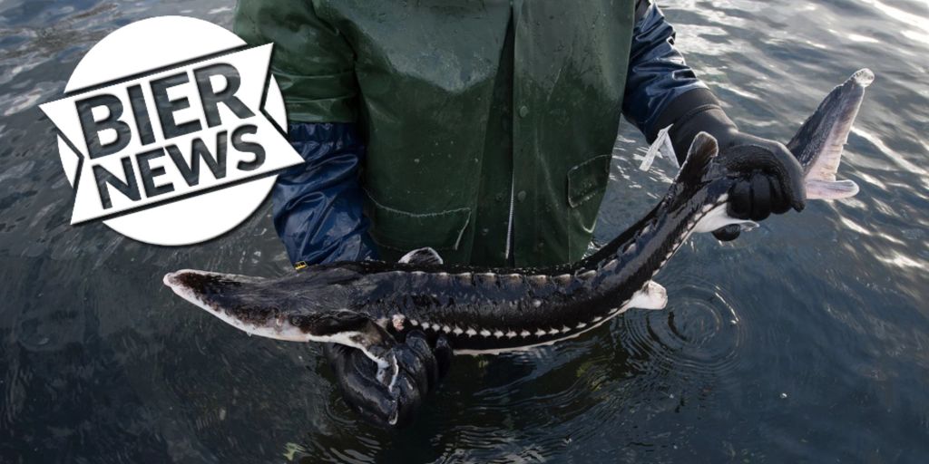 Angelsaison für Störe im Black Lake in Michigan dauert 65 Minuten