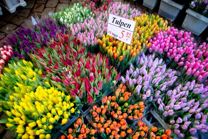 Man kann hören und fühlen, ob Tulpen im Handel frisch sind oder schon länger dort lagern. Tulpen Handel frisch lagern
