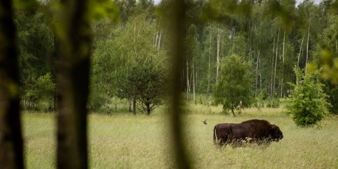 Wisent in Polen Wisent in Polen