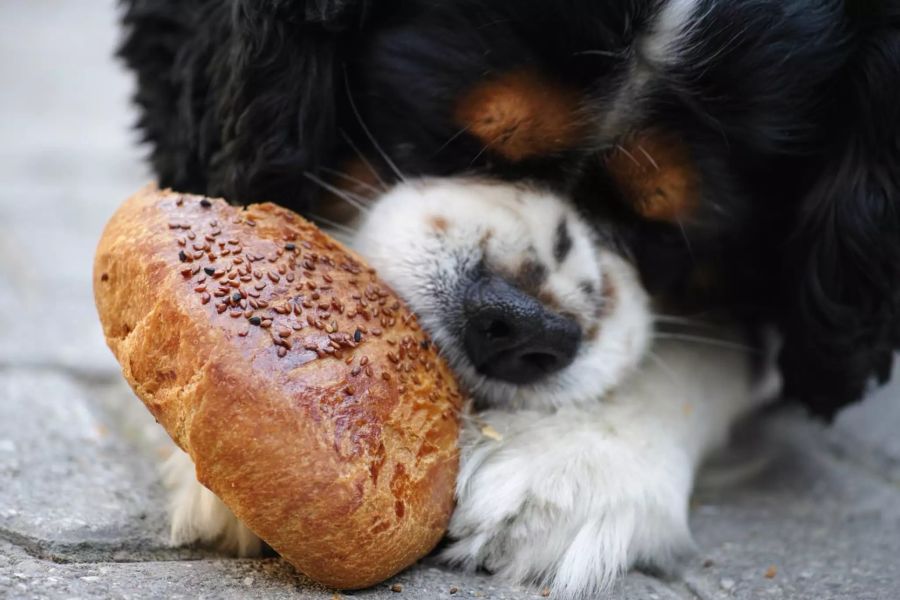 Hund frisst Brot