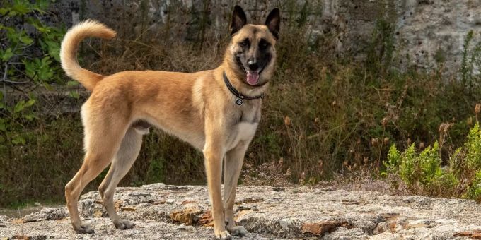 Polizeihund Jango vom Grafenfels Polizeihund Jango vom Grafenfels