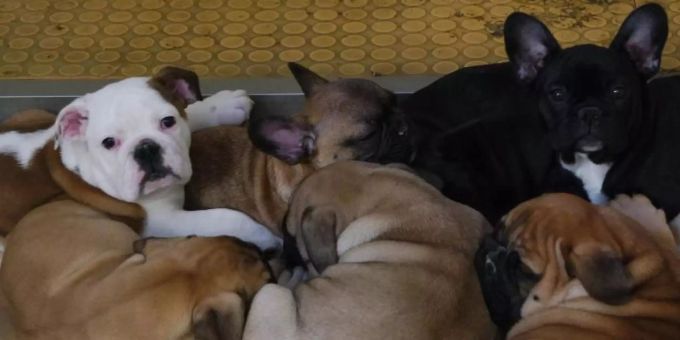 Geschmuggelte Hundewelpen im Tierheim. Foto: -/Tierschutzverein und /dpa Geschmuggelte Hundewelpen im Tierheim. Foto: -/Tierschutzverein und /dpa