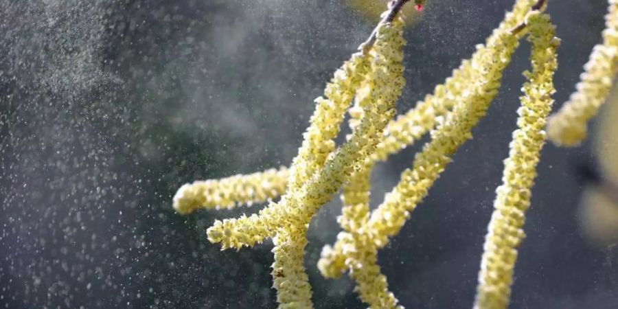 Pollen